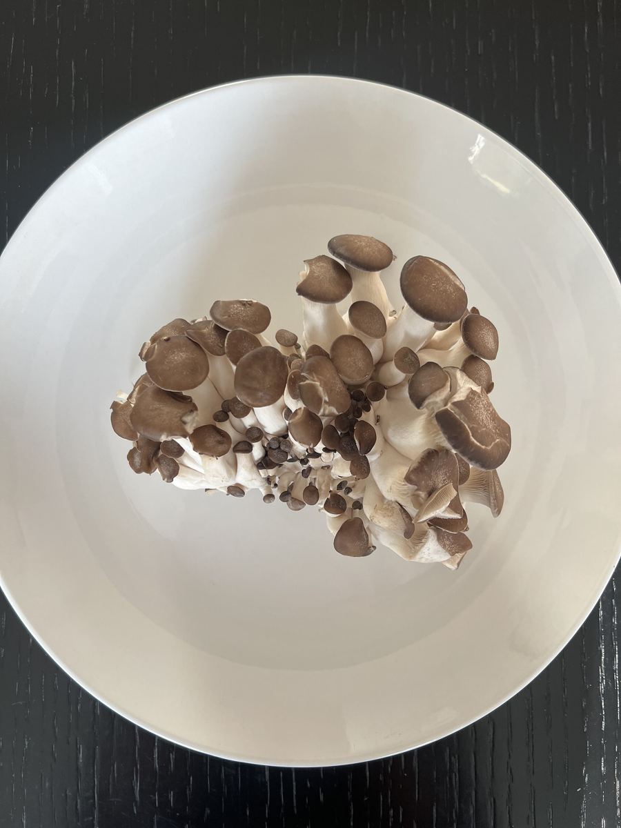 Black Pearl King oyster mushrooms